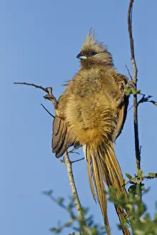 Speckled mousebird -Colius striatus- at Addo Elephant Park, South Africa