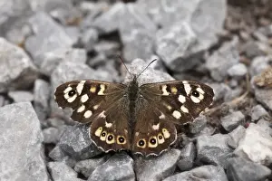 Lepidopteron Prints: Speckled wood (Pararge aegeria), Burren, Ireland, Europe