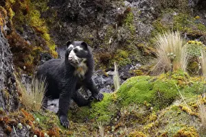 Global Positioning System Prints: Spectacled Bear (Tremarctos ornatus)