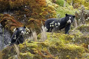 Spectacled Bear (Tremarctos ornatus)