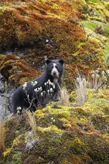 Spectacled Bear (Tremarctos ornatus)