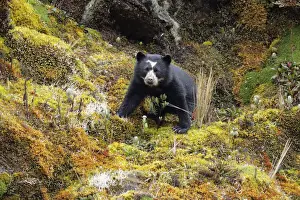 Spectacled Bear (Tremarctos ornatus)