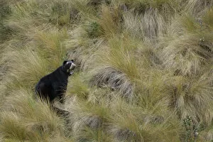 Images Dated 26th December 2016: Spectacled Bear (Tremarctos ornatus) female