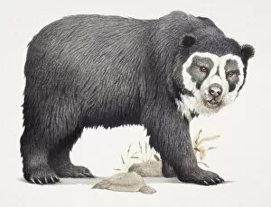Mammals Gallery: Spectacled Bear, Tremarctos ornatus, side view