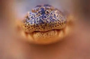 Snout Prints: Spectacled caiman (Caiman crocodilus) snout, select focus