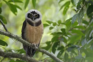 Images Dated 14th June 2015: Spectacled Owl