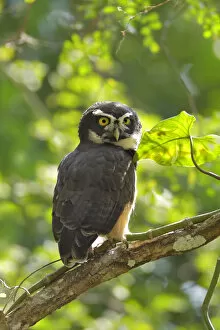 Images Dated 18th February 2017: Spectacled Owl (Pulsatrix perspicillata) roosting at daytime
