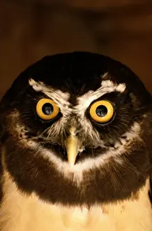 Scrutiny Prints: Spectacled owl (Pulsatrix perspicillata), close-up