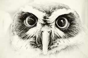 Beautiful Bird Species Gallery: Spectacled Owl, Pulsatrix perspicillata, Tokyo, Japan