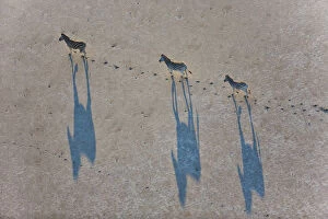 Images Dated 16th April 2018: Spectacular Aerial view of migrating Burchells zebras casting a shadow as they walk across