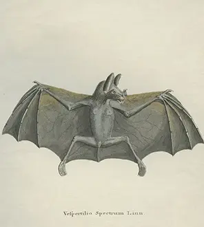 Spectral Bat