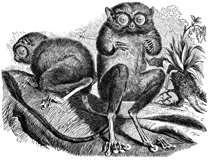 Images Dated 3rd February 2017: Spectral tarsier (Tarsius tarsier)