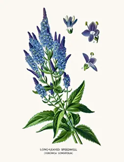 Speedwell flower
