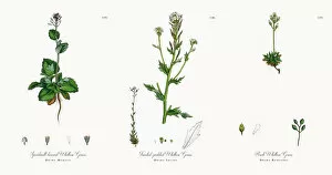 Images Dated 18th November 2017: Speedwell-leaved Whitlow Grass, Draba Muralis, Victorian Botanical Illustration, 1863