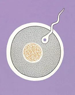 Sperm Entering Egg