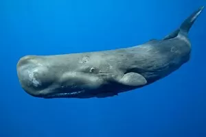 Images Dated 13th March 2011: Sperm whale