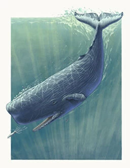 A Sperm whale (Physeter macrocephalus) underwater in pursuit of a krill