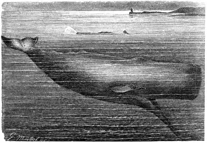 Sperm Whale (Physeter Macrocephalus)