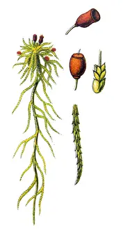 Sphagnum capillifolium (red bogmoss, small red peat moss)