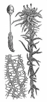 Images Dated 29th December 2015: Sphagnum palustre (Sphagnum cymbifolium, prairie sphagnum or blunt-leaved bogmoss)