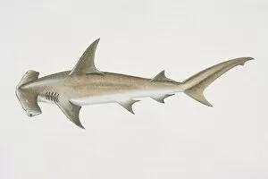 Images Dated 15th June 2006: Sphyrna zygaena, Smooth Hammerhead, side view