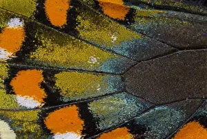 Butterfly Prints: Spicebush Swallowtail butterfly wing scale details
