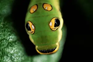 Caterpillar Prints: Spicebush swallowtail caterpillar (Papilio troilus) USA, head-shot