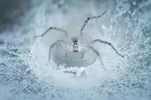 Images Dated 8th June 2013: spider