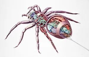 Animal Shell Collection: Spider (Araneae), internal anatomy, cross-section