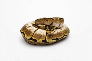 Images Dated 29th September 2011: Spider Ball Python or Royal Python -Python regius-, female