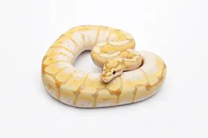 Breeding Prints: Spider CG Ball Python or Royal Python -Python regius-, male