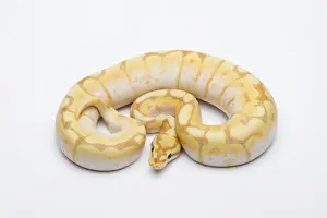Spider CG Ball Python or Royal Python -Python regius-, male
