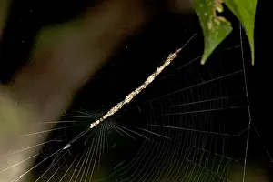 Cobweb Prints: Spider, Cycosa species almost invisible in a diagonal web hanging made from prey remains and plant material