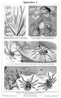 Images Dated 17th April 2017: Spider engraving 1895