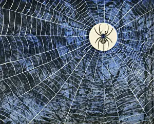 Spider in the Middle of Web