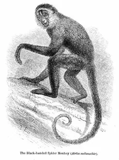 Images Dated 15th April 2017: Spider monkey engraving 1878