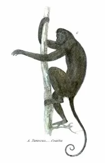 Images Dated 29th July 2016: Spider monkey illustration 1803