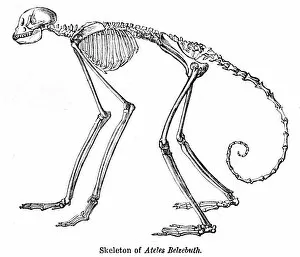 Images Dated 15th April 2017: Spider monkey skeleton engraving 1878