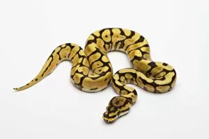 Spider Phantom Yellow Belly Ball Python or Royal Python -Python regius-, male