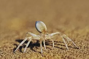 Spider on Sand - Close-up