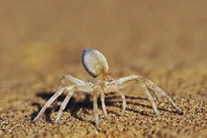 Images Dated 28th June 2006: Spider on Sand - Close-up