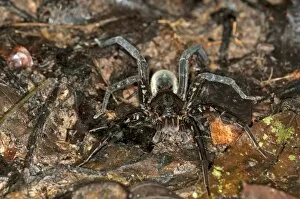 Spider specimen of the Wandering spider family, Tiputini rain forest, Yasuni National Park, Ecuador, South America