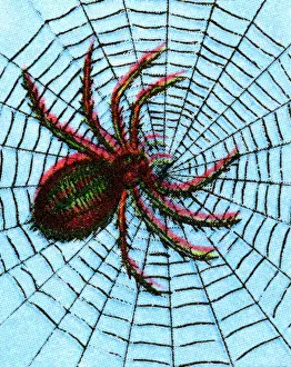 Spider on a Spiderweb