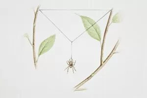 Spider Web Gallery: Spider spinning web between twigs