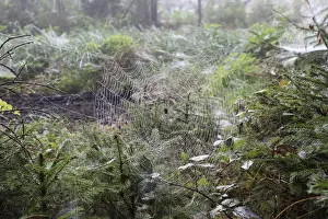 Dew Drop Prints: Spider web with European Garden Spider -Araneus diadematus- between young spruces