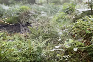 Spider web with European Garden Spider -Araneus diadematus- between young spruces, Allgau, Bavaria, Germany