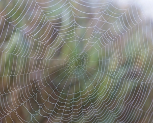 Images Dated 30th September 2011: Spider web with morning dew, Lake Staffelsee, Seehausen, Murnau, Upper Bavaria, Bavaria, Germany