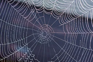 Images Dated 30th September 2011: Spider web with morning dew, Lake Staffelsee, Seehausen, Murnau, Upper Bavaria, Bavaria, Germany