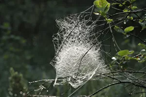 Spider Web Gallery: Spider web of a Sheet Weaver or Money Spider (Linyphiidae), Bavaria, Germany, Europe