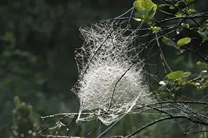 Money Prints: Spider web of a Sheet Weaver or Money Spider (Linyphiidae), Bavaria, Germany, Europe